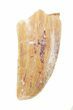 Serrated, Raptor Tooth - Morocco #57925-1